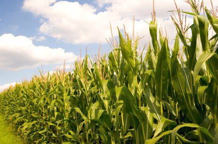corn field