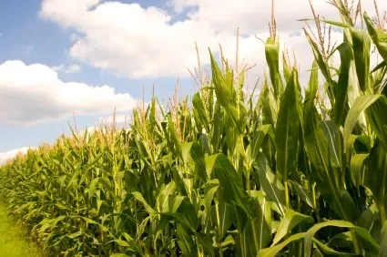 This is how you profit off the current food shortage