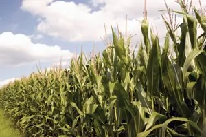 Two no-brainer ways to play rising food prices