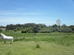 horse_chile-farmland