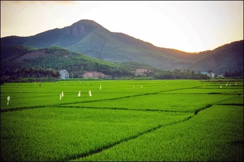 Rice paddies