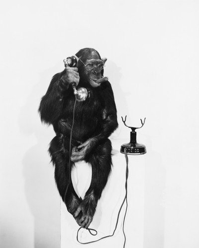 Monkey on the phone