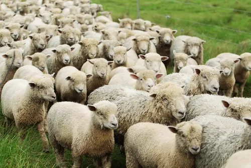 Flock