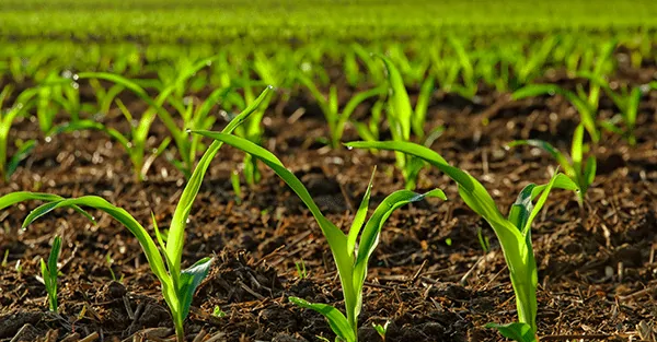 Agriculture-New-Crop