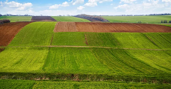 Agriculture-field