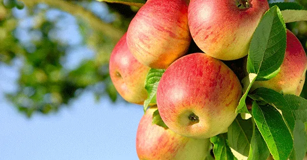 Apple Trees have outperformed Apple stock for almost 35 years