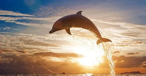 So long and thanks for all the fish.