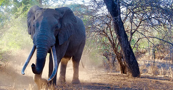 Three lessons from safari in Zimbabwe