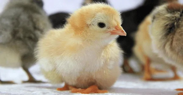 The myth of the “early bird”
