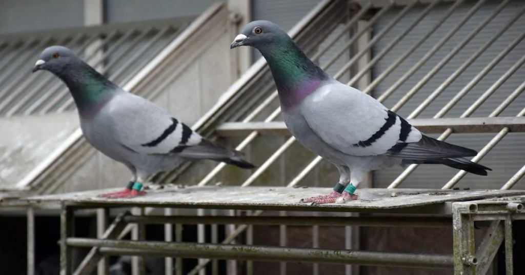 The Federal Reserve might as well use carrier pigeons