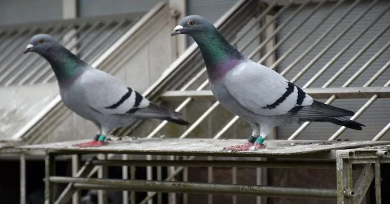 The Federal Reserve might as well use carrier pigeons