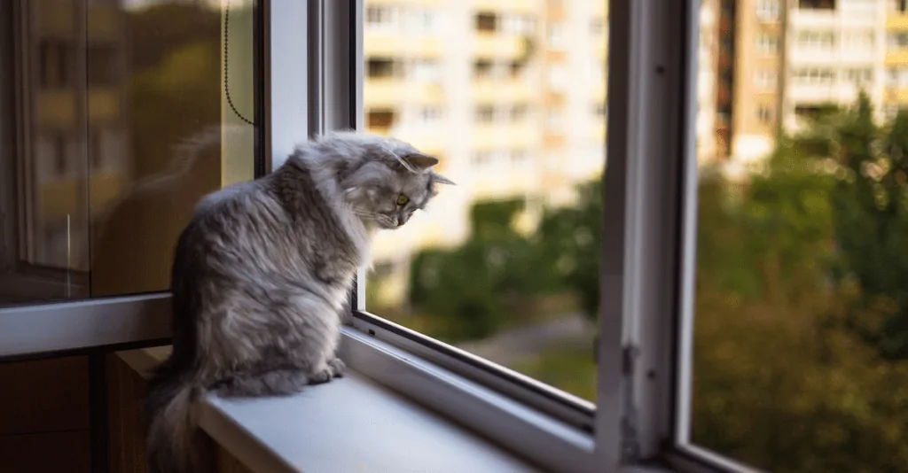 House Cats or Human Beings?