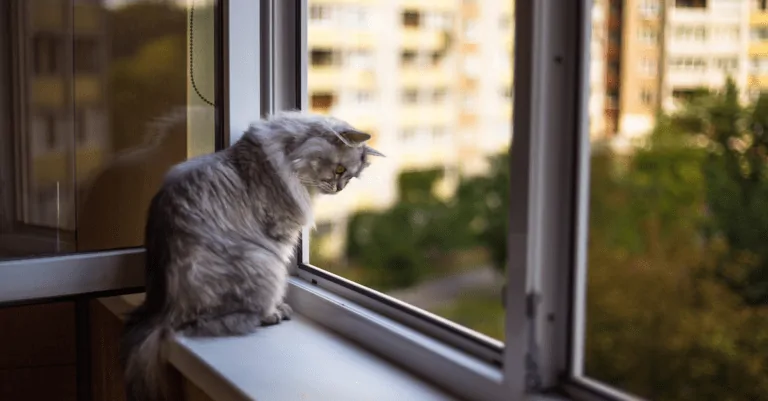 House Cats or Human Beings?