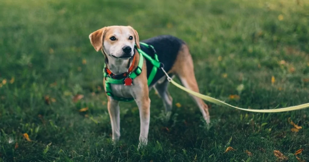 Germany will pay you to do nothing, but force you to walk your dog