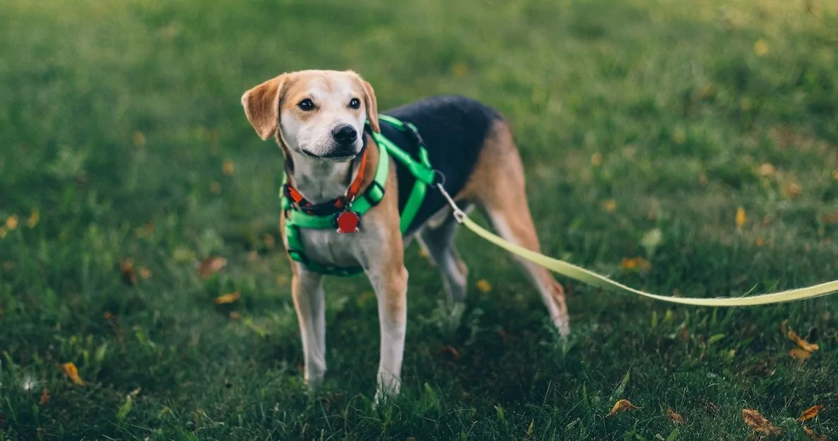 Germany will pay you to do nothing, but force you to walk your dog