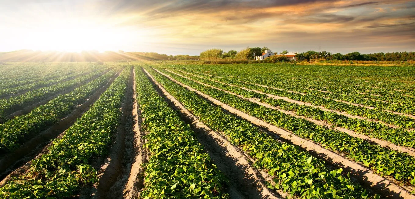agricultural-land