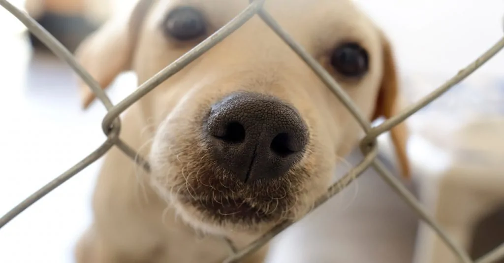 Australian town executes rescue dogs… because of COVID