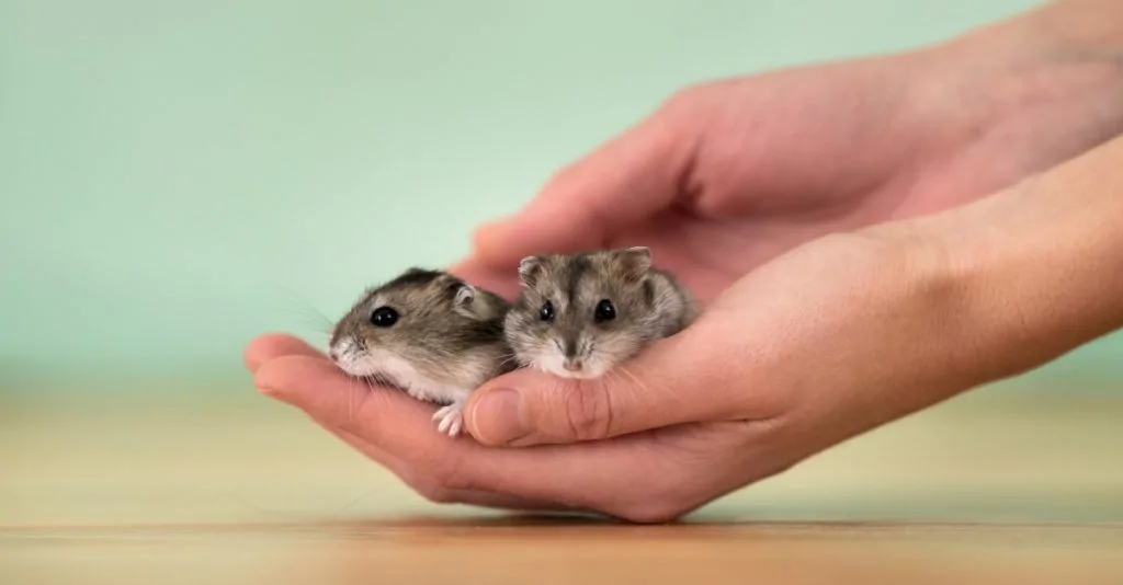 Hong Kong Executes Thousands of Pet Hamsters Over COVID Hysteria
