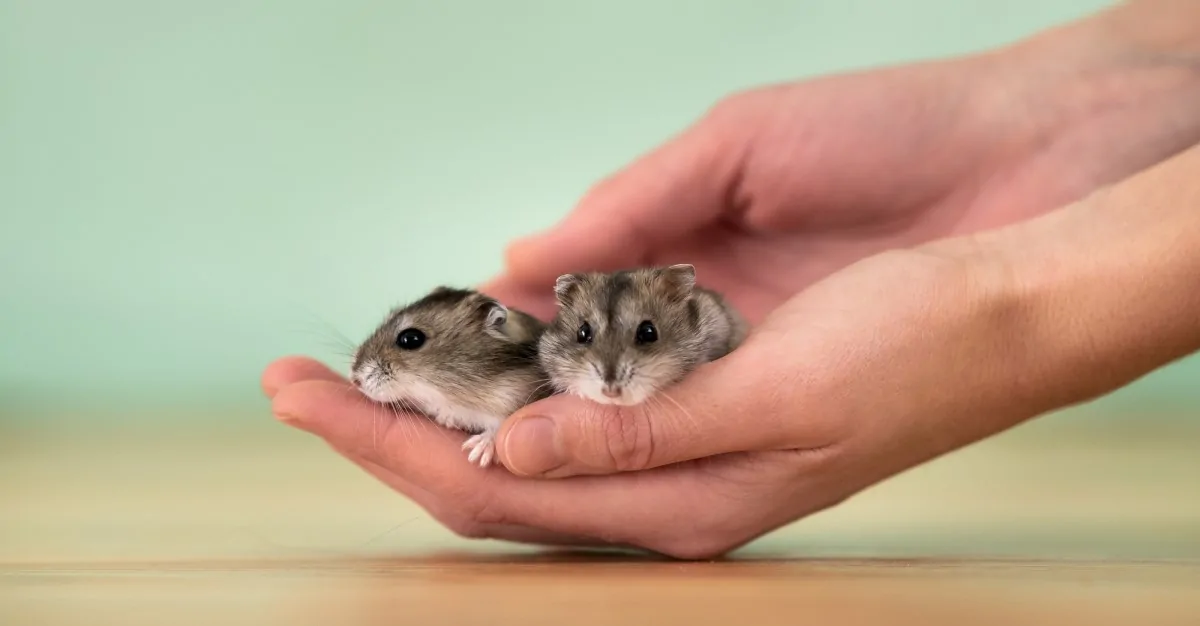 Hong Kong Executes Thousands of Pet Hamsters Over COVID Hysteria